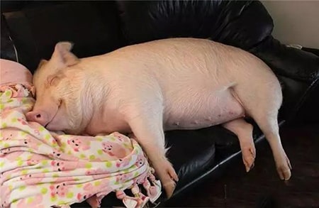 猪躺着吃东西图片图片
